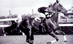 Phar_Lap250
