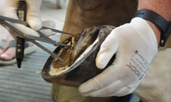 ScottLampert-korzo250