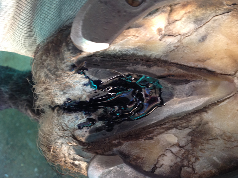 nyirrothadas-kezeles-790