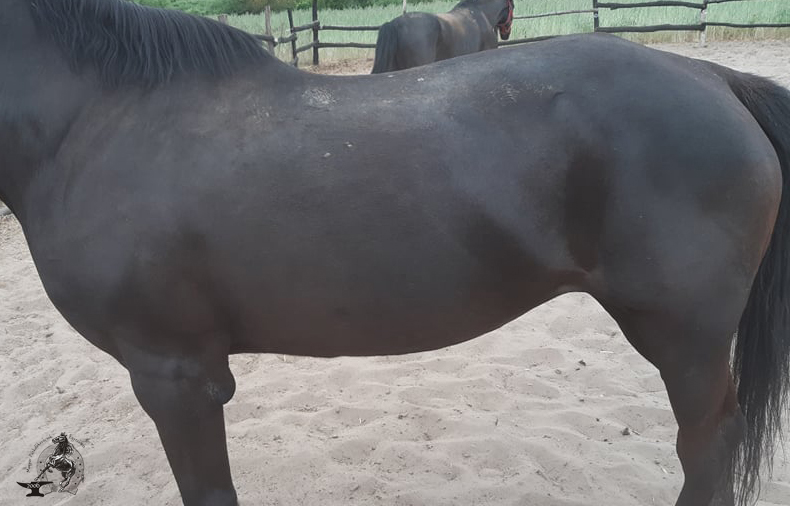 Patkókelés - Fotó: Hegedűs Tibor, MAPE